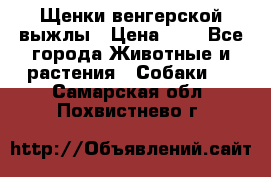 Щенки венгерской выжлы › Цена ­ 1 - Все города Животные и растения » Собаки   . Самарская обл.,Похвистнево г.